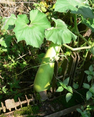 kalabasa.jpg