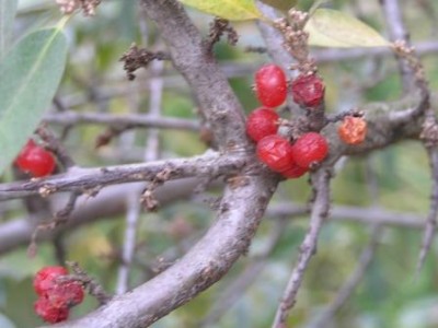 P9290526c.JPG (31.95 KiB) Zobrazeno 22599 krát P9290526c.JPG