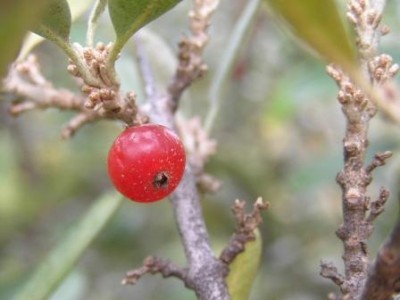 P9290530b.JPG (28.33 KiB) Zobrazeno 22599 krát P9290530b.JPG