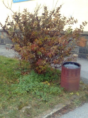 Keř.jpg (179.17 KiB) Zobrazeno 34854 krát Keř.jpg