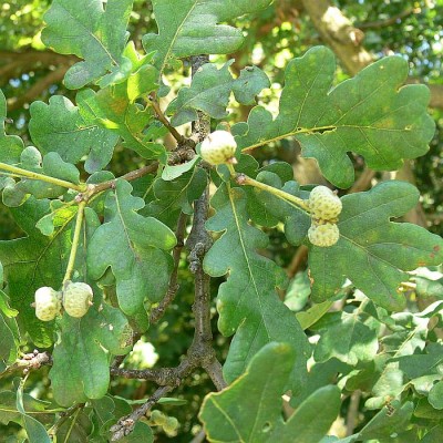 Quercus_robur.jpg