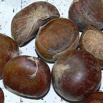 Castanea_sativa_p_maly.jpg