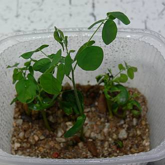 Sophora_japonica2.jpg