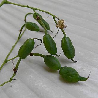 Sophora_japonica_p1.jpg