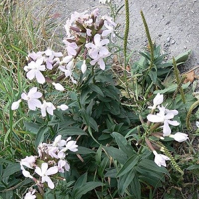 Saponaria_officinalis.jpg