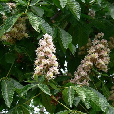 Aesculus_hippocastanea_k.jpg