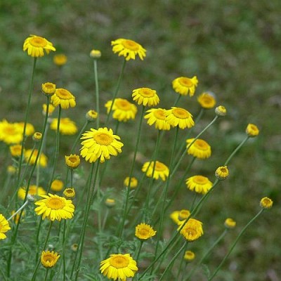 Anthemis_tinctoria_k.jpg (48.35 KiB) Zobrazeno 27957 krát Anthemis_tinctoria_k.jpg