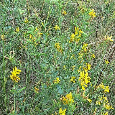 Genista_tinctoria.jpg (140.63 KiB) Zobrazeno 27957 krát Genista_tinctoria.jpg