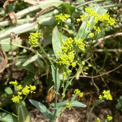 Isatis_tinctoria_k.jpg (59.51 KiB) Zobrazeno 27957 krát Isatis_tinctoria_k.jpg