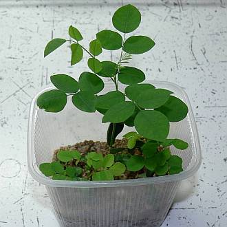 Sophora_starsi_mala.jpg