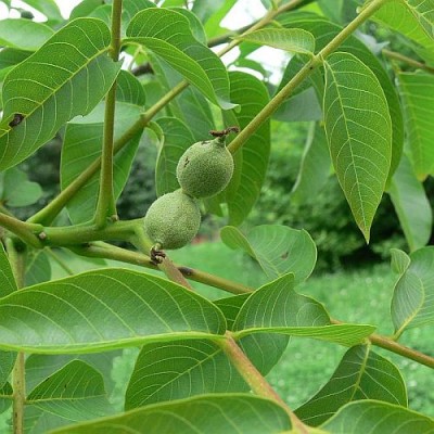 Juglans_regia_p.jpg (62.66 KiB) Zobrazeno 27957 krát Juglans_regia_p.jpg