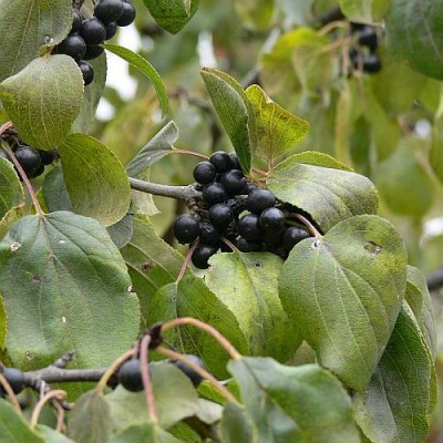Rhamnus_cathartica_p.jpg (63.17 KiB) Zobrazeno 27957 krát Rhamnus_cathartica_p.jpg