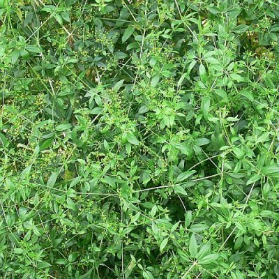 Rubia_tinctorium.jpg (125.98 KiB) Zobrazeno 27957 krát Rubia_tinctorium.jpg