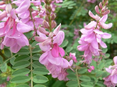 Indigofera_tinctoria_maly.jpg (67.91 KiB) Zobrazeno 27955 krát Indigofera_tinctoria_maly.jpg