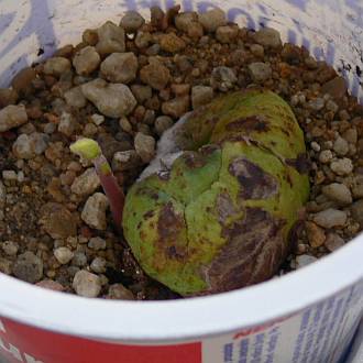 Castanea_24_11_maly.jpg