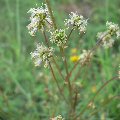 Sanguisorba_minor_k.jpg