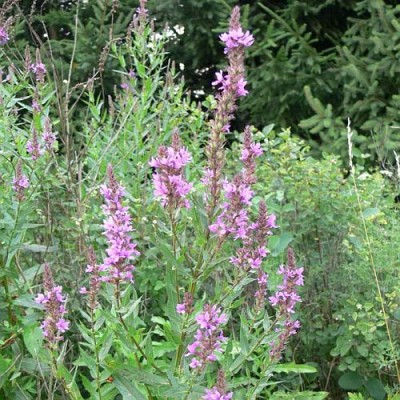 Lythrum_salicaria1.jpg