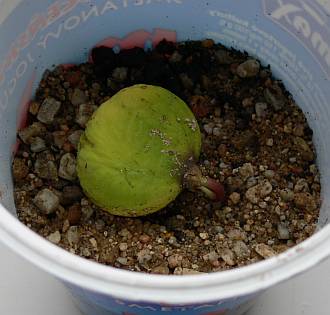Castanea_zeleny_28_11_maly.jpg