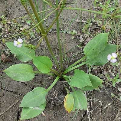 Alisma_plantagoaquatica_l1.jpg