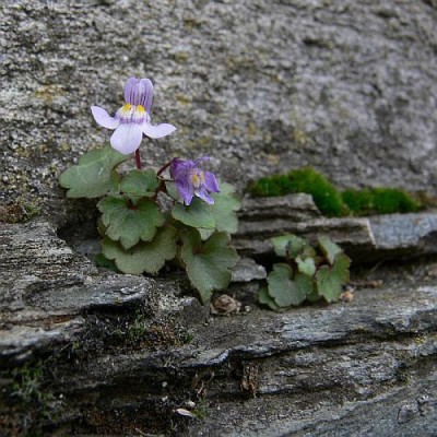 Cymbalaria_muralis_k1.jpg