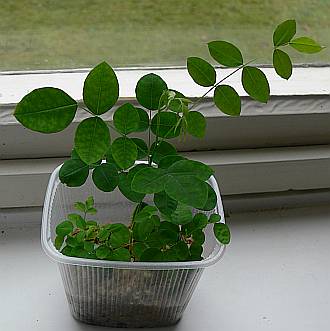 Sophora_28_11.jpg