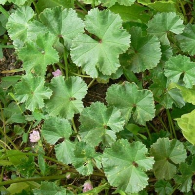 Malva_neglecta.jpg