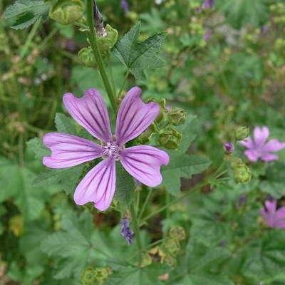 Malva_sylvestris.jpg