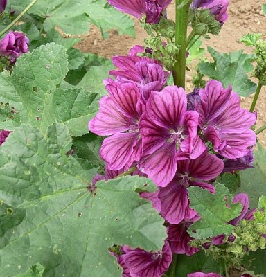 Malva_mauritiana_k.jpg