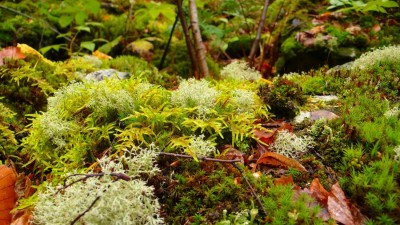 2007_09_29_14_35_04_co je na kopci.jpg