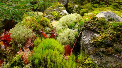 2007_09_29_14_35_39_co je na kopci.jpg