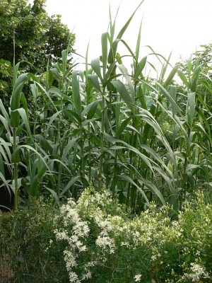 Arundo_donax1.jpg