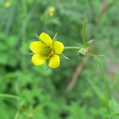 Geum_urbanum_k.jpg