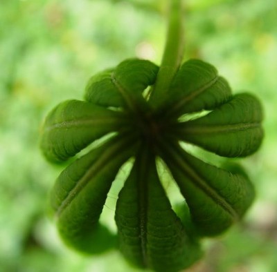 kytka.JPG (34.71 KiB) Zobrazeno 17505 krát kytka.JPG