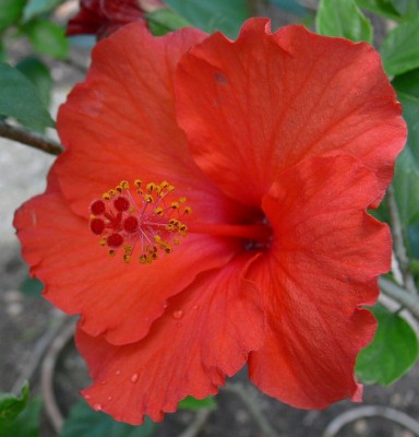 Hibiscus rosa_sinensis.jpg