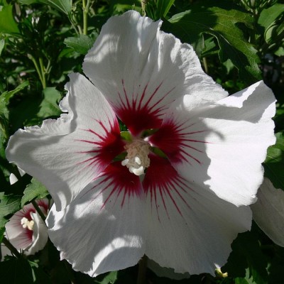 Hibiscus_syriaca_k1.jpg