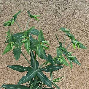 Euphorbia_lathyris_k_maly.jpg