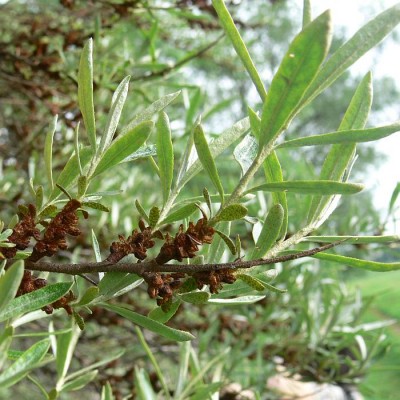 Hippophae_rhamnoides.jpg