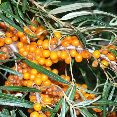 Hippophae_rhamnoides_p.jpg