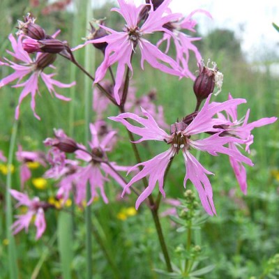 Lychnis_flos-cuculi_k.jpg