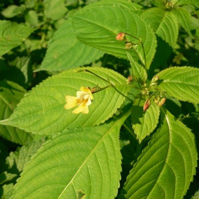Impatiens_parviflora.jpg