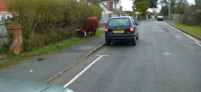 kráva.JPG (61.89 KiB) Zobrazeno 19565 krát kráva.JPG