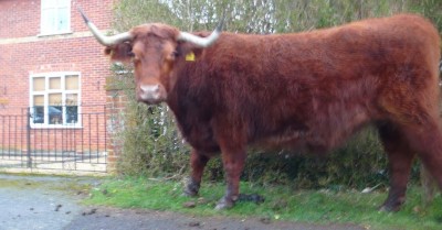 bejk.JPG (77.89 KiB) Zobrazeno 19565 krát bejk.JPG