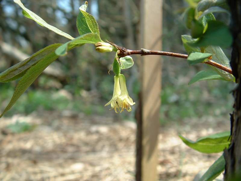 lonicera.JPG