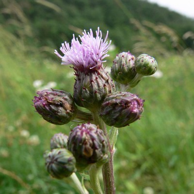 Cirsium_arvense_k1.jpg