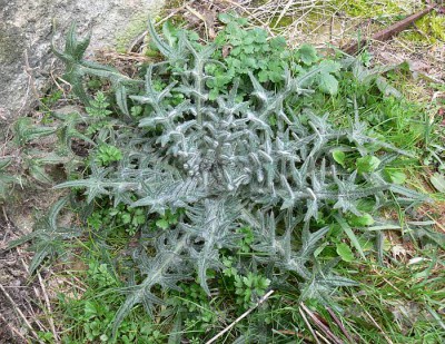 Cirsium_vulgare_r.jpg