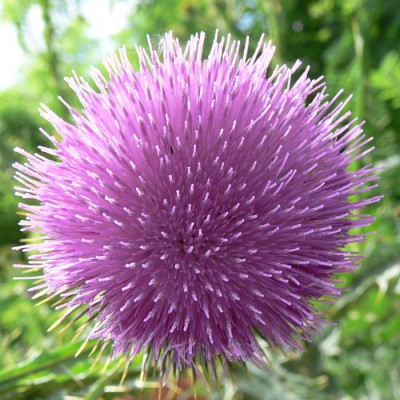 Cirsium_vulgare_k1.jpg