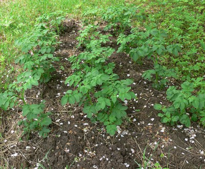 kerkovske_rohlicky.jpg (489.01 KiB) Zobrazeno 13432 krát kerkovske_rohlicky.jpg