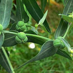 Euphorbia_lathyris_p_maly.jpg
