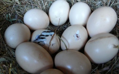 vejce.JPG (67.17 KiB) Zobrazeno 17912 krát vejce.JPG