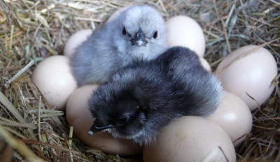 kur.JPG (76.35 KiB) Zobrazeno 17912 krát kur.JPG